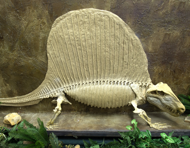恐竜の化石展示